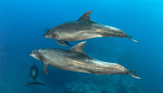Bottlenose Dolphins at Islas Revillagigedos, Mexico